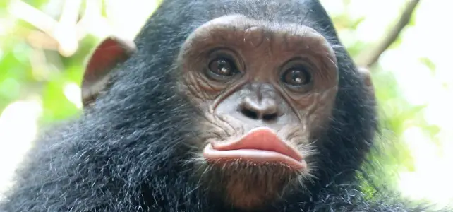 Jeune chimpanzé au sanctuaire Papaye