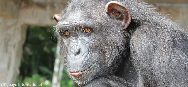 Chimpanzé Miel Cameroun