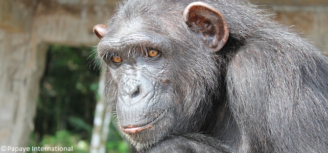 Chimpanzé Miel Cameroun