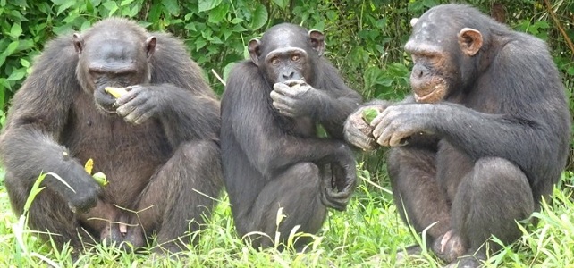 Chimpanzés Papaye International