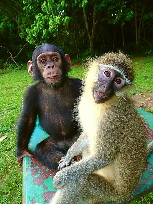 Lutte contre le braconnage des chimpanzés