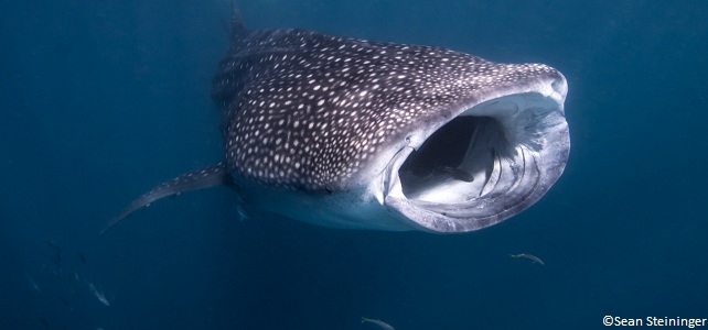 Requin-baleine bouche ouverte