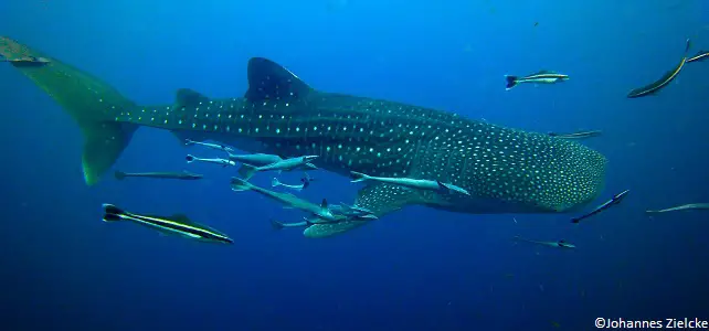 Protection du requin-baleine
