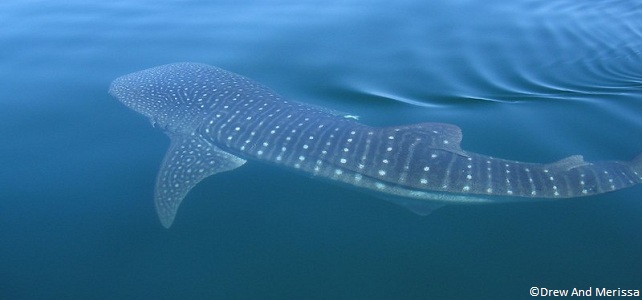 Requin-baleine juvénile