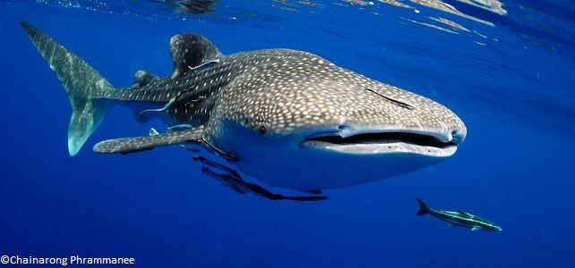 Requin-baleine (Rhincodon typus)