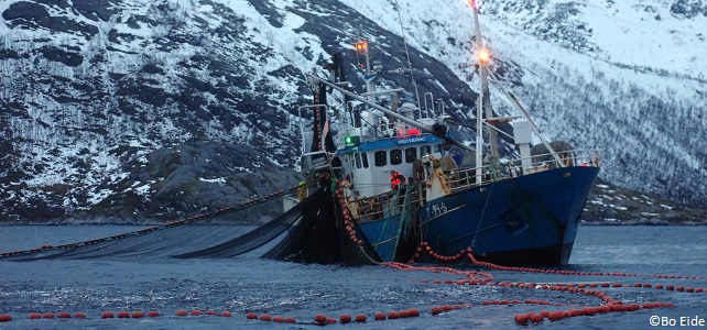 Pêche à la senne