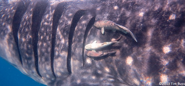 Requin-baleine et rémoras