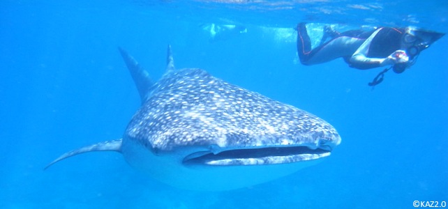 Requin-baleine et tourisme