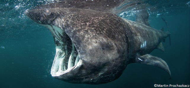 Requin pèlerin