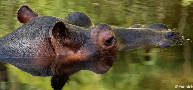 Rewild veut racheter un zoo et ré-ensauvager le monde