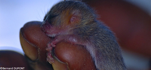 Bébé microcèbe, petit primate