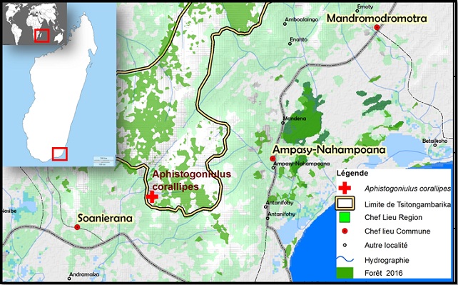 Habitat du mille-pattes de feu à pattes rouges