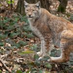 Le silencieux braconnage du lynx en France