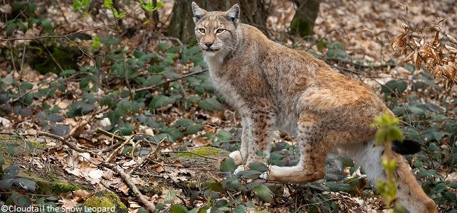 Le braconnage du lynx en France