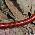 Le mille-pattes de feu à pattes rouges