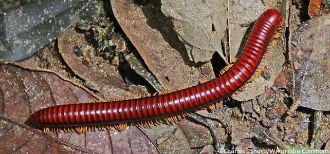 Le Mille Pattes De Feu Aphistogoniulus Corallipes En Danger Critique