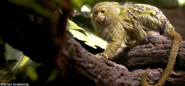 Ouistiti pygmée (Cebuella pygmaea), plus petit singe du monde