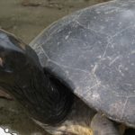 A la recherche de la tortue royale à Sumatra