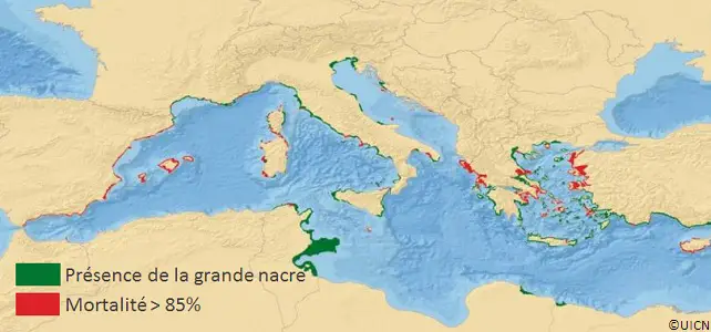 Aire de répartition de la grande nacre de Méditerranée