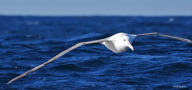Plus de protection pour l'albatros des antipodes Cop13