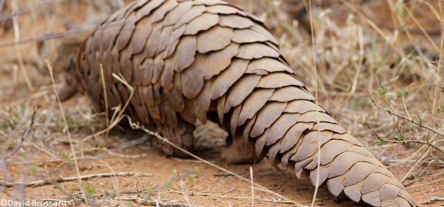 Le pangolin, mammifère à écailles