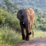 L’éléphant fait-il son grand retour au Sénégal ?