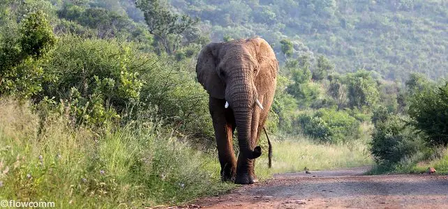 Le grand retour de l'éléphant au Sénégal