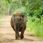 COP13 : plus de protection pour l’éléphant d’Asie, le jaguar et autres espèces menacées