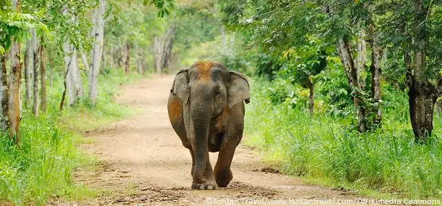 Plus de protection pour l'éléphant d'Asie après la Cop13