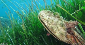 Grande nacre de Méditerranée (Pinna nobilis)