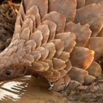 5 infos surprenantes à propos du pangolin