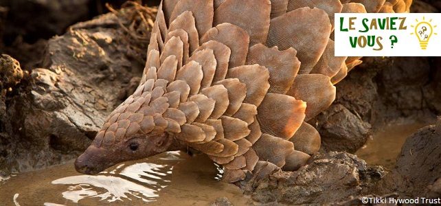 5 infos incroyables sur le pangolin