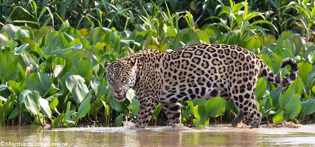 Protection renforcée pour le jaguar après la Cop13