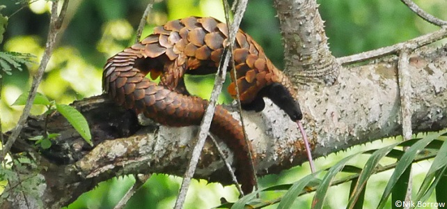 La langue du pangolin peut mesurer 40 cm