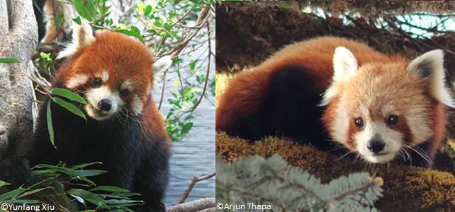 Deux espèces de pandas roux