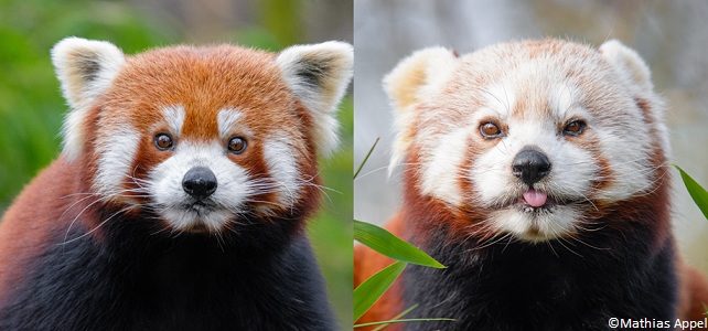 Il existerait deux espèces de pandas roux