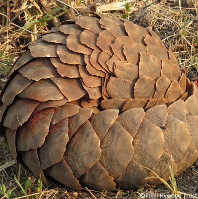 Le pangolin se roule en boule pour se protéger