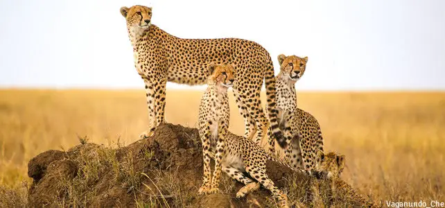 famille guépard afrique