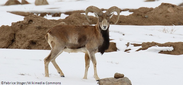 Urial protection COP13