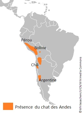 Aire de répartition du chat des Andes