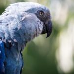 L’ara de Spix sur le chemin du retour au Brésil