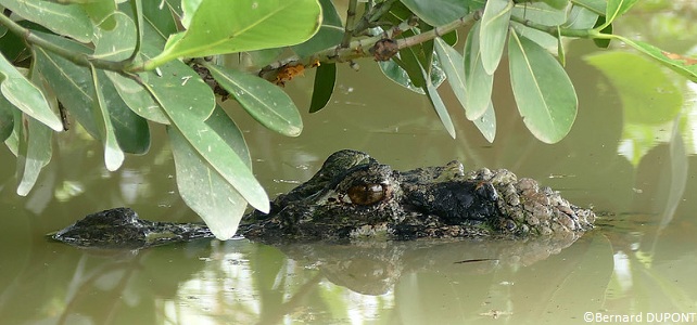 Caïman noir Amazonie