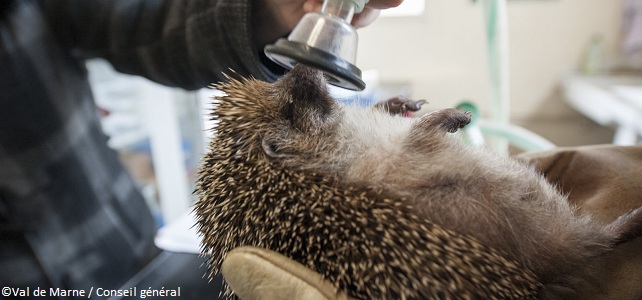 Restriction de l'activité des centres de soins de la faune pendant la crise du coronavirus