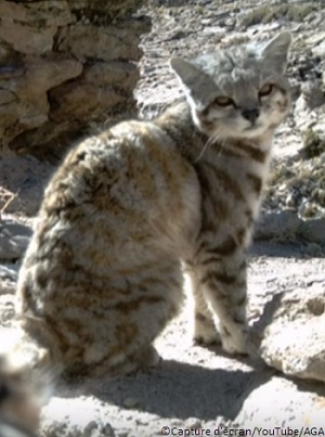 Chat des Andes (Leopardus jacobita)