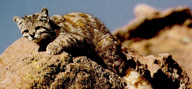 Le Chat Des Andes Mysterieux Petit Felin Des Montagnes Menace