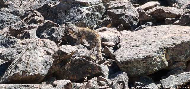 La population du chat des Andes est très fragmentée