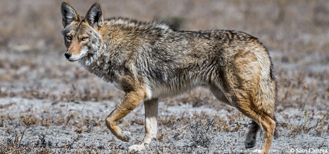 hybride coyote loup