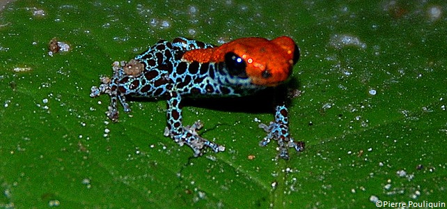 Dendrobates Amazonie