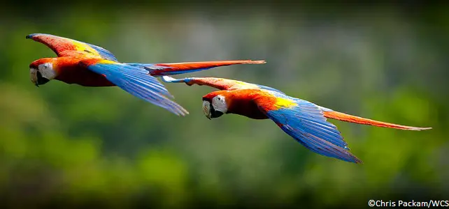 Oiseaux Amazonie