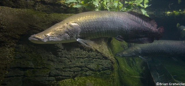 Poissons géants d'Amazonie